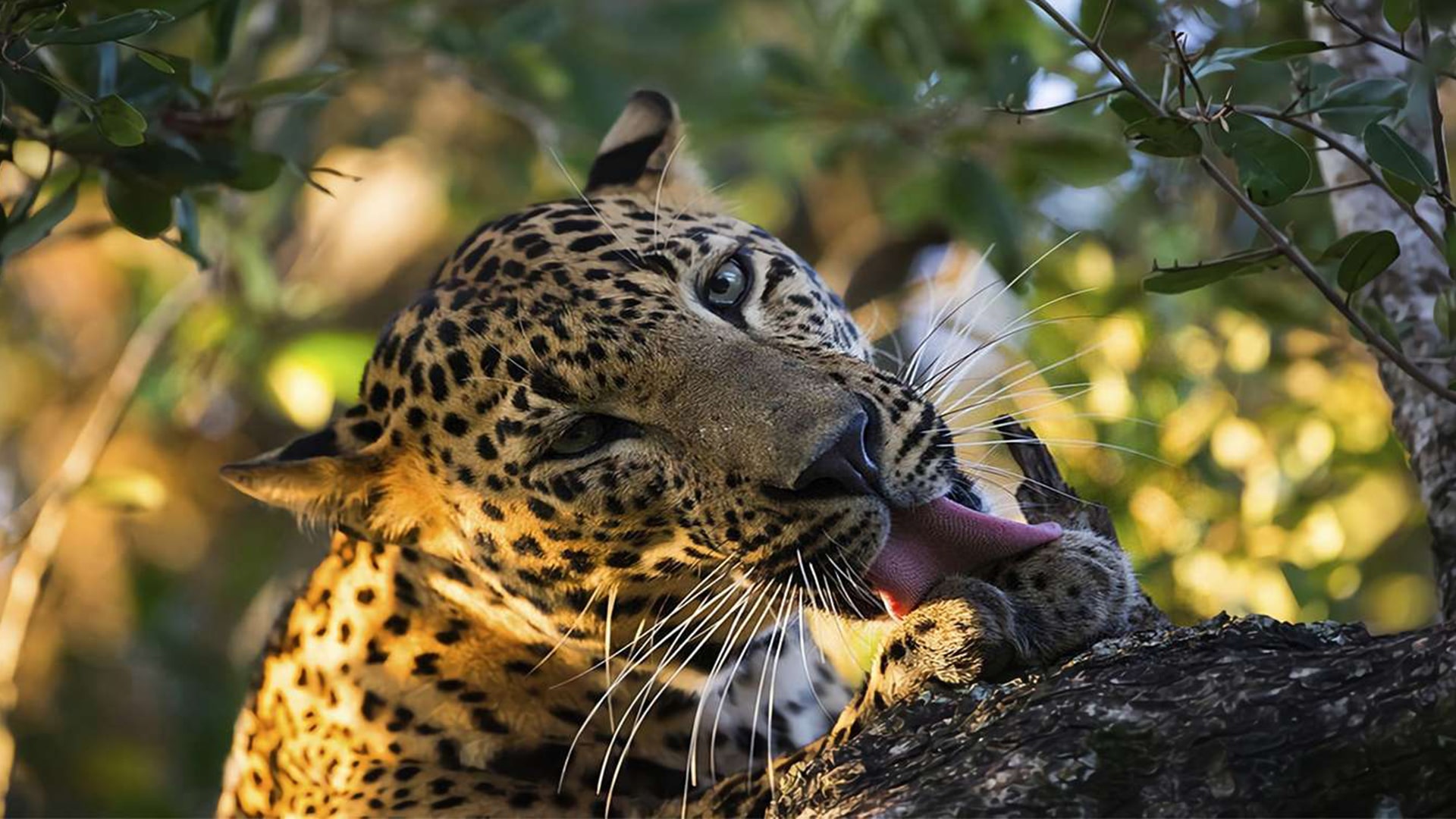 Sri Lankan Leopard in Yala National Park