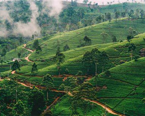 Nuwara Eliya